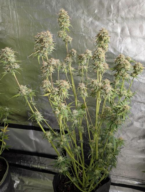 Twilight Zlush Auto x3. Week 11 - N2