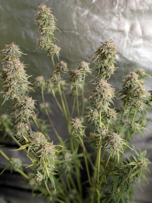 Twilight Zlush Auto x3. Week 11