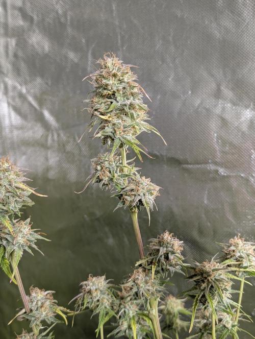 Twilight Zlush Auto x3. Week 11