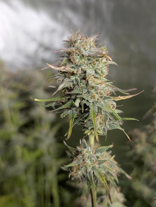 Twilight Zlush Auto x3. Week 11