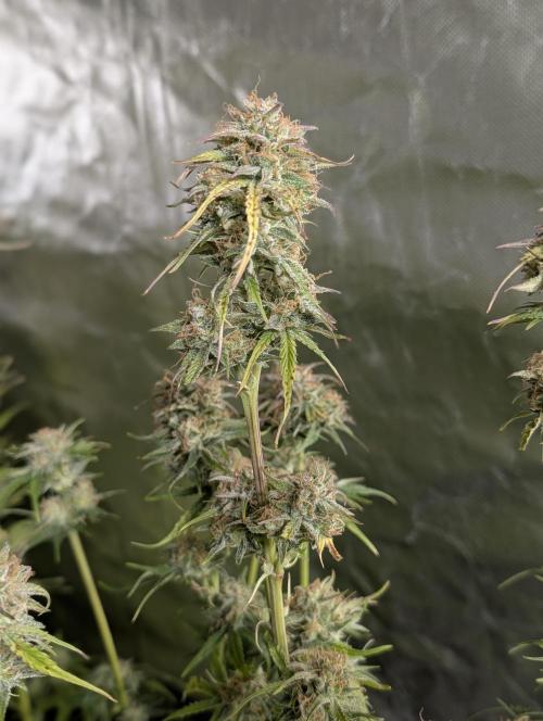 Twilight Zlush Auto x3. Week 11