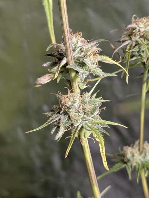 Twilight Zlush Auto x3. Week 11