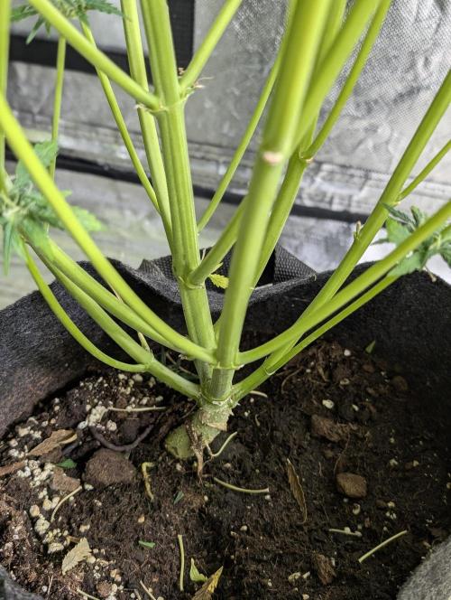 Twilight Zlush Auto x3. Week 11