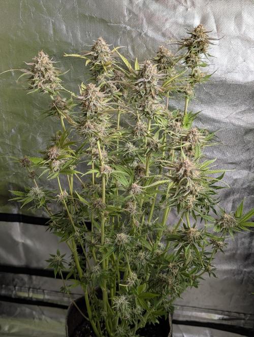 Twilight Zlush Auto x3. Week 11 - N3