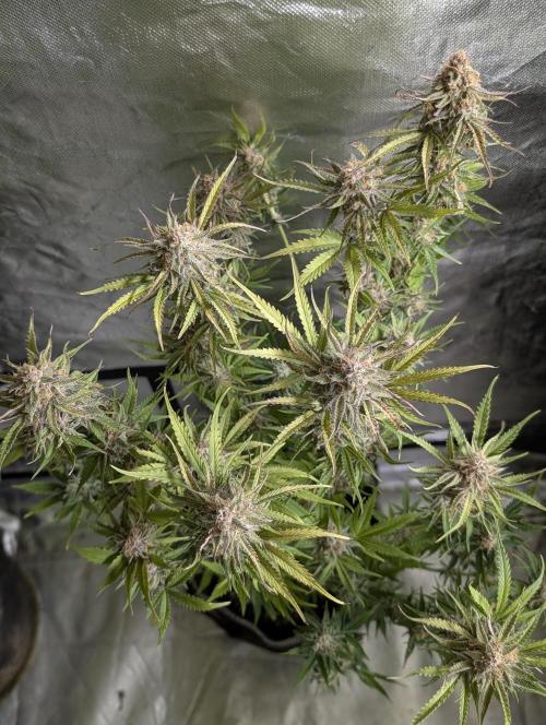 Twilight Zlush Auto x3. Week 11