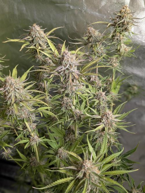 Twilight Zlush Auto x3. Week 11