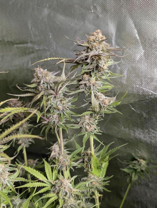 Twilight Zlush Auto x3. Week 11