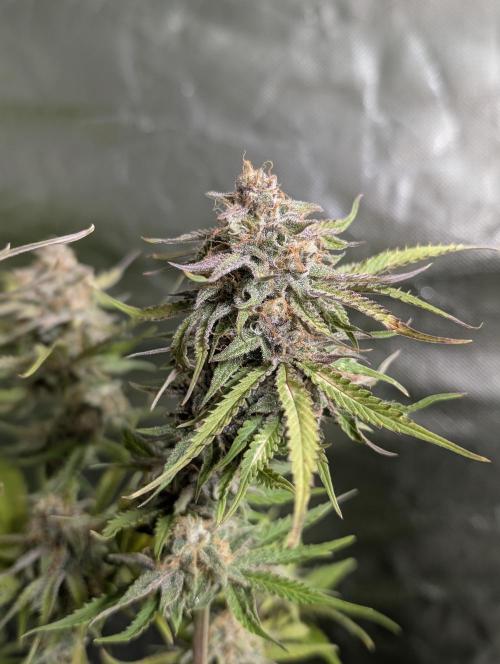 Twilight Zlush Auto x3. Week 11