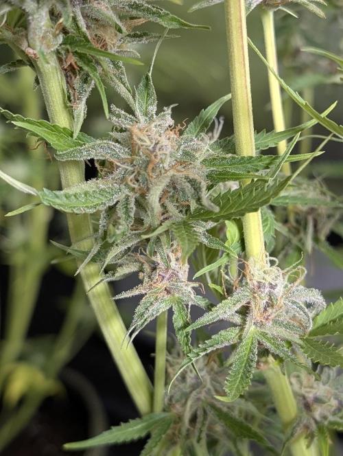 Twilight Zlush Auto x3. Week 11