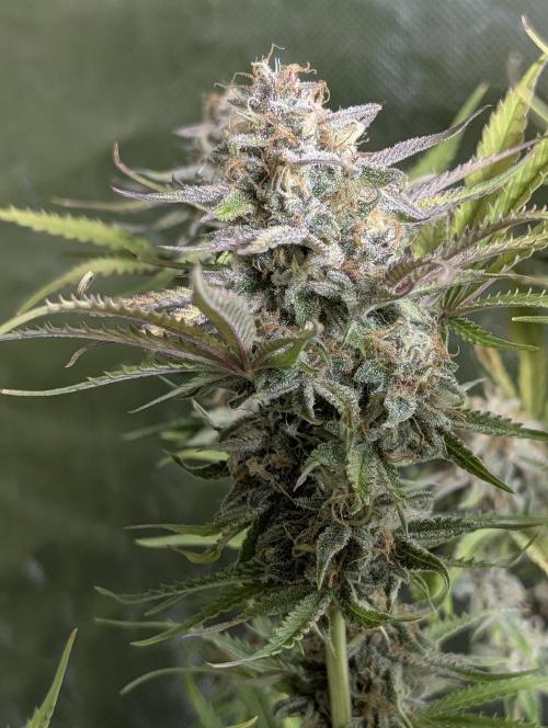 Twilight Zlush Auto x3. Week 11