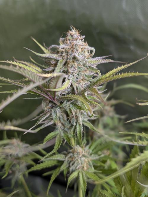 Twilight Zlush Auto x3. Week 11