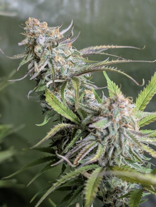 Twilight Zlush Auto x3. Week 11