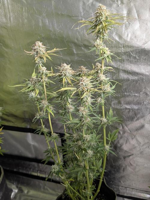 Twilight Zlush Auto x3. Week 11 - N1