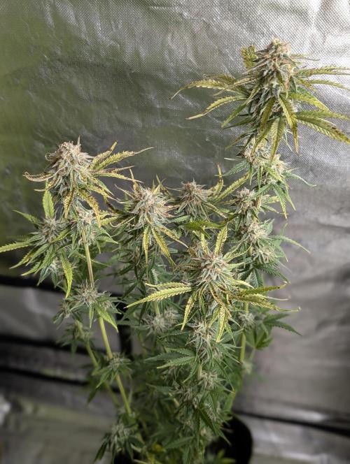 Twilight Zlush Auto x3. Week 11