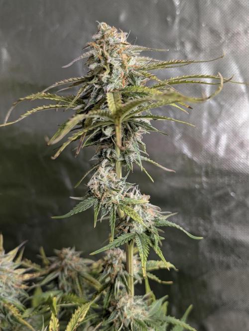 Twilight Zlush Auto x3. Week 11