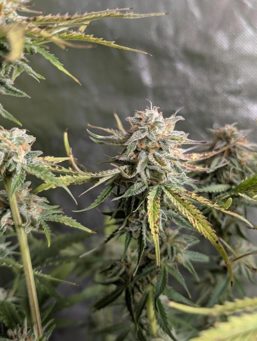 Twilight Zlush Auto x3. Week 11