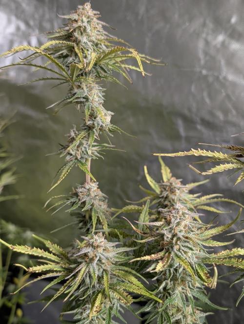 Twilight Zlush Auto x3. Week 11