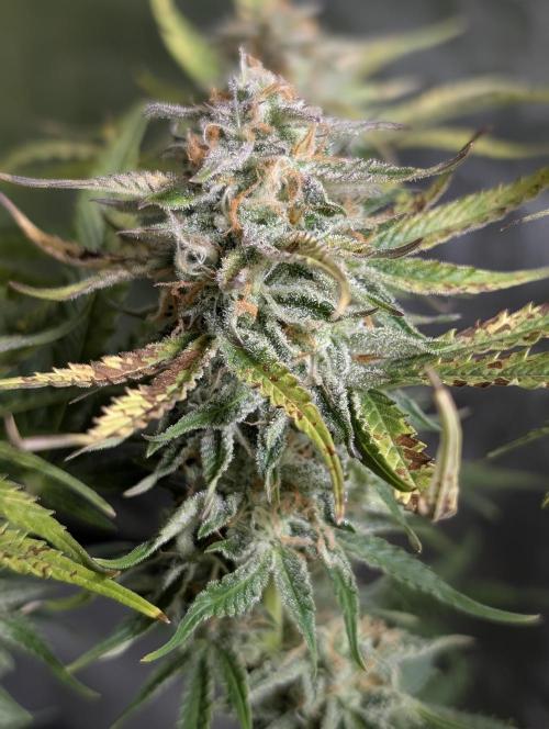 Twilight Zlush Auto x3. Week 11