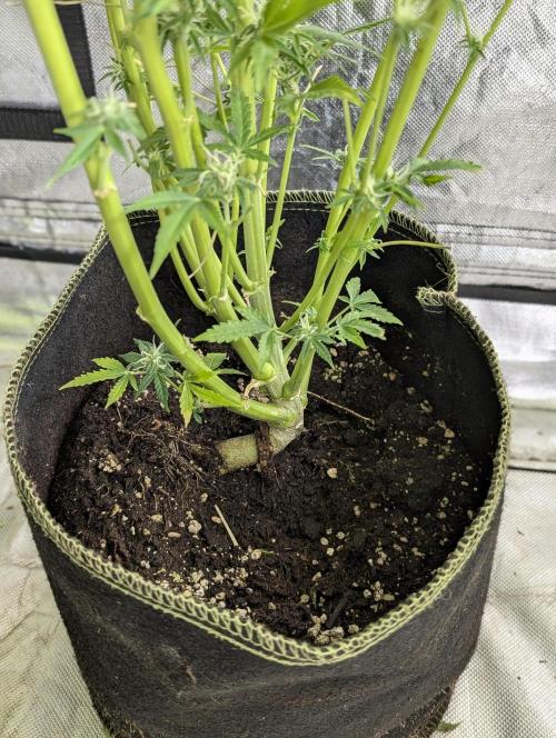 Twilight Zlush Auto x3. Week 11