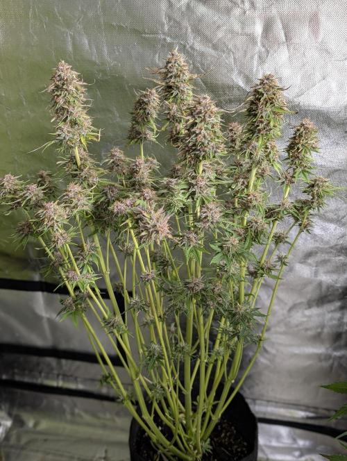 Twilight Zlush Auto x3. Week 11 - N2