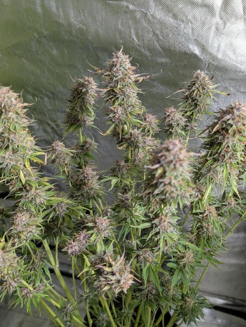 Twilight Zlush Auto x3. Week 11