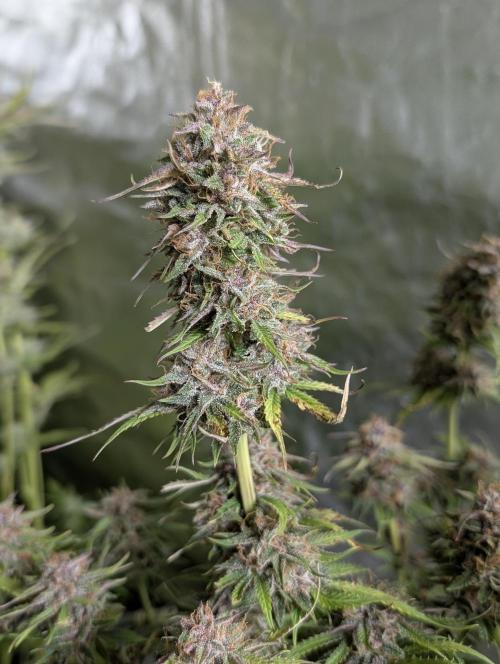 Twilight Zlush Auto x3. Week 11