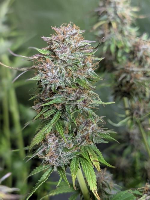 Twilight Zlush Auto x3. Week 11