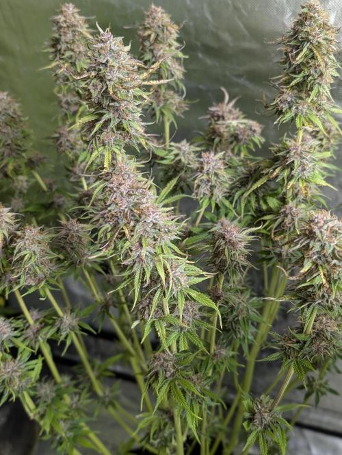 Twilight Zlush Auto x3. Week 11