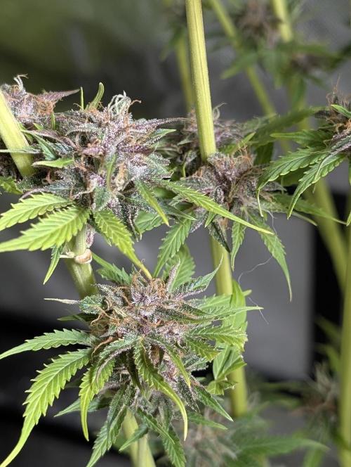 Twilight Zlush Auto x3. Week 11