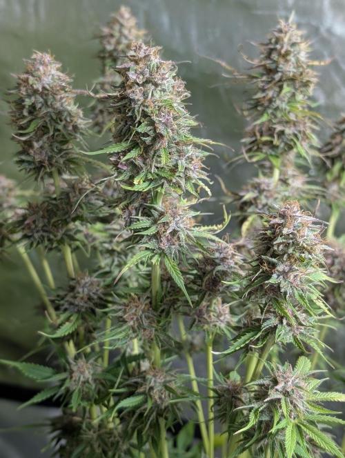 Twilight Zlush Auto x3. Week 11