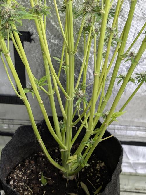 Twilight Zlush Auto x3. Week 11