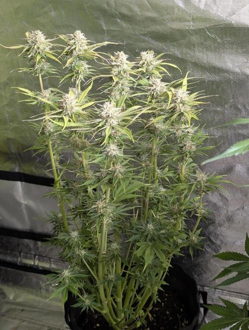 Twilight Zlush Auto x3. Week 11 - N3