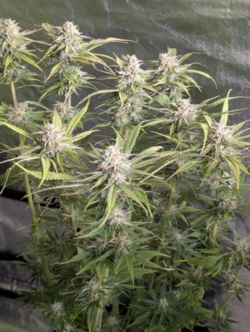 Twilight Zlush Auto x3. Week 11