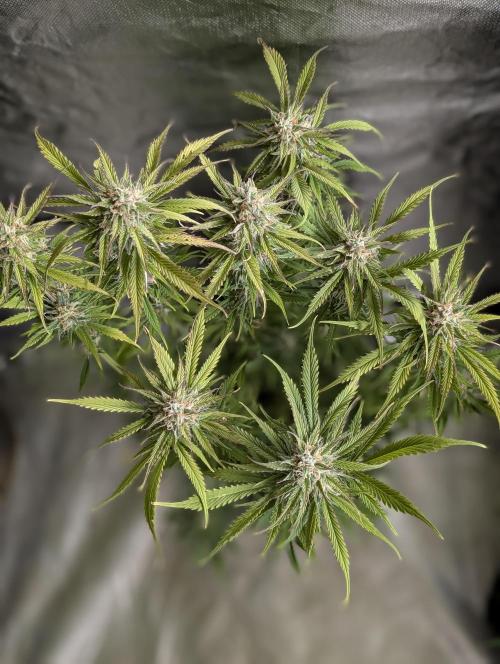 Twilight Zlush Auto x3. Week 11