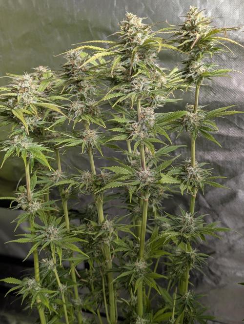 Twilight Zlush Auto x3. Week 11