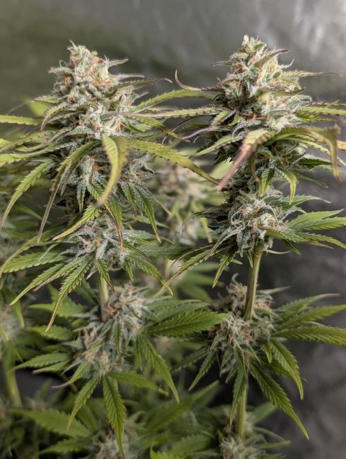 Twilight Zlush Auto x3. Week 11