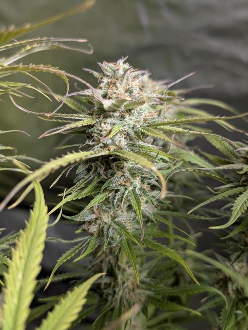 Twilight Zlush Auto x3. Week 11