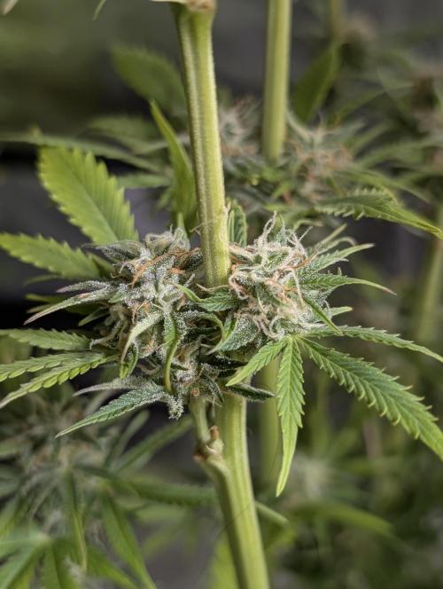 Twilight Zlush Auto x3. Week 11