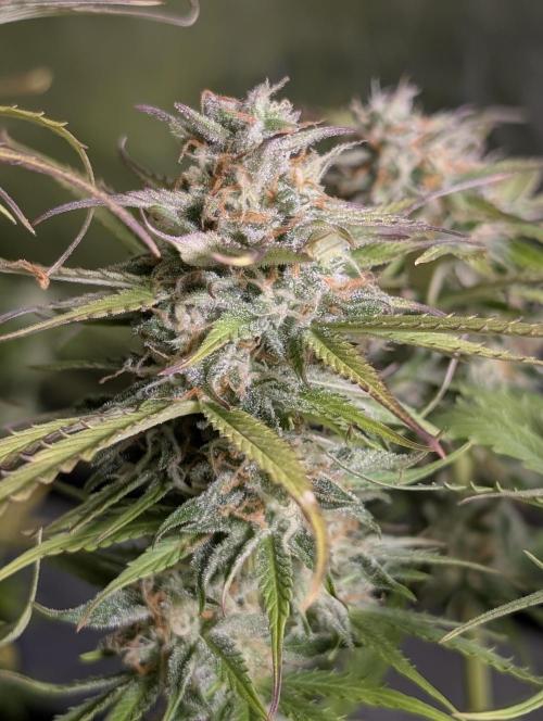 Twilight Zlush Auto x3. Week 11