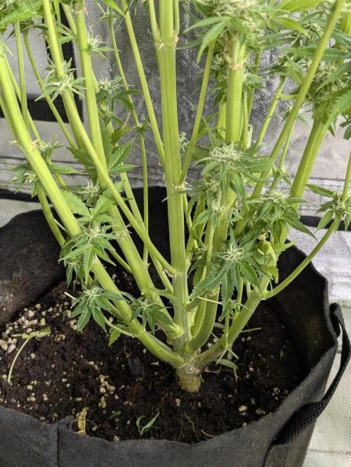 Twilight Zlush Auto x3. Week 11