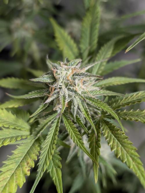 Twilight Zlush Auto x3. Week 11