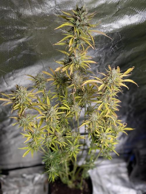 FumePop Auto x4. Week 11 - N1