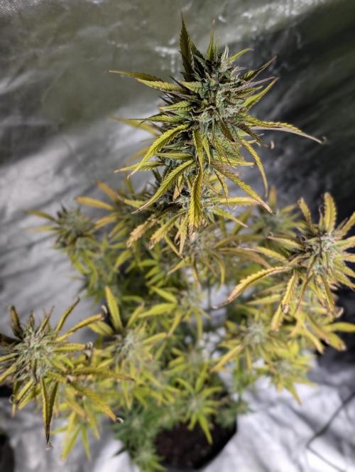 FumePop Auto x4. Week 11