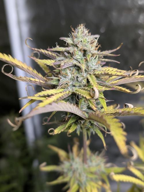 FumePop Auto x4. Week 11