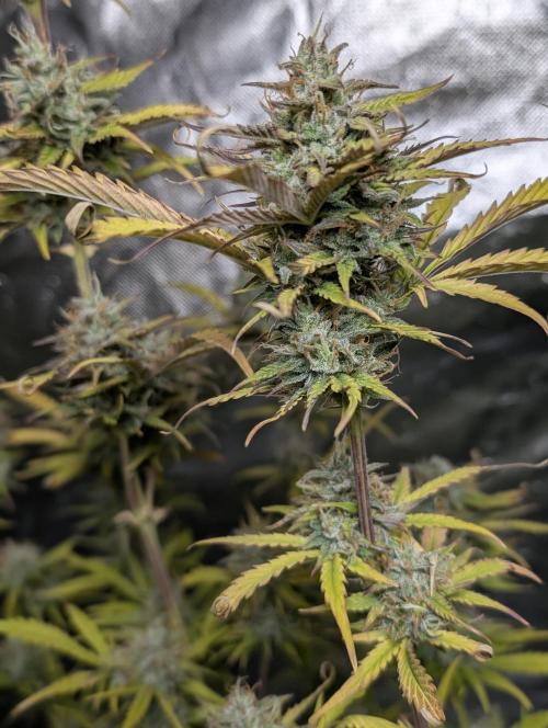 FumePop Auto x4. Week 11