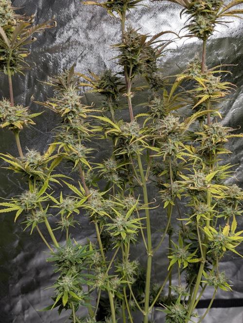 FumePop Auto x4. Week 11