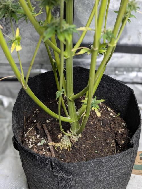 FumePop Auto x4. Week 11