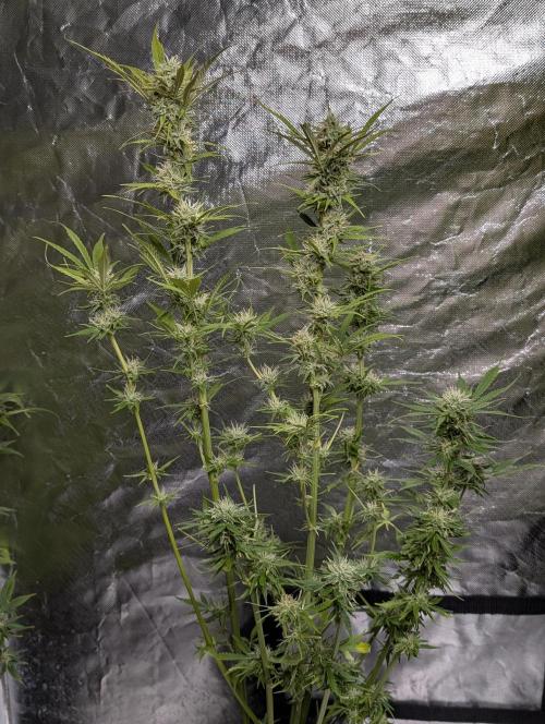 FumePop Auto x4. Week 11 - N2