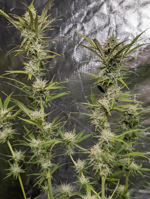 FumePop Auto x4. Week 11