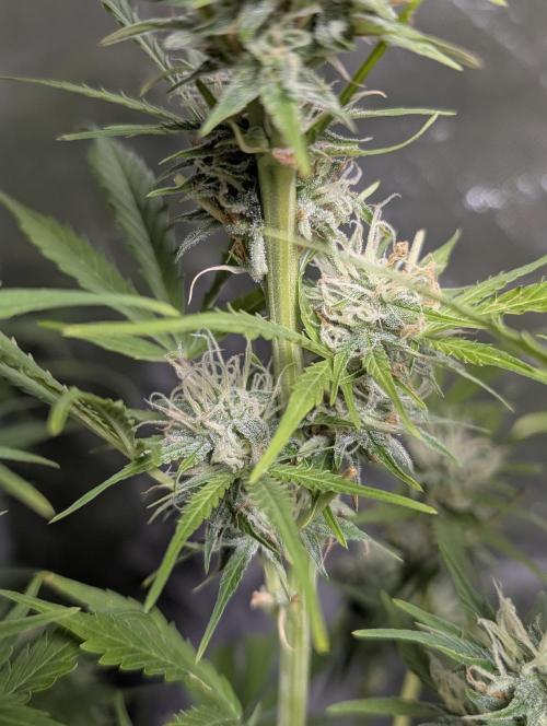 FumePop Auto x4. Week 11